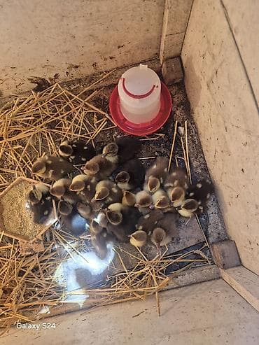 naxcivan it elanlari: Yeni cixmis lal ordek balalari. krasnadarin balasidi - Cins/məhsul — 2