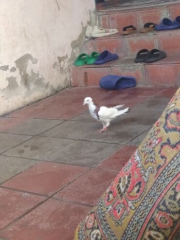 anqut quşu: Ağ rəng üstünlük təşkil edən, sinə və boyun hissəsində tünd ləkələri — 1