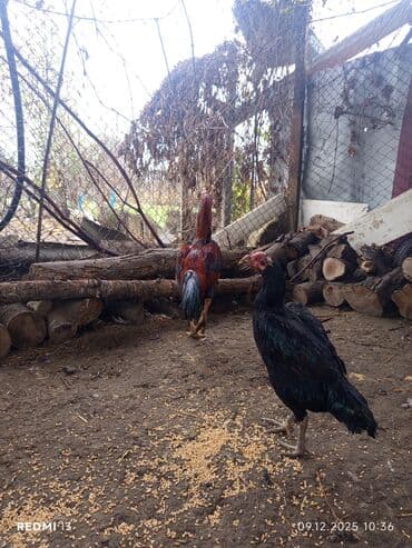 Gəmiricilər: Məhsul: Qırmızı-qara rəngli xoruz (uzun quyruqlu), yanında bir dişi — 5