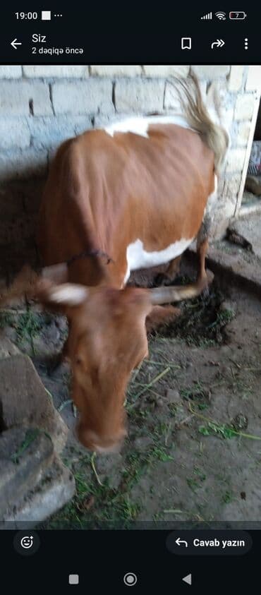 vga dan hdmi: Məhsul: Qaramal (inek və buzov) Təsvir: - Şəkillərdə sərgidə iki baş — 1