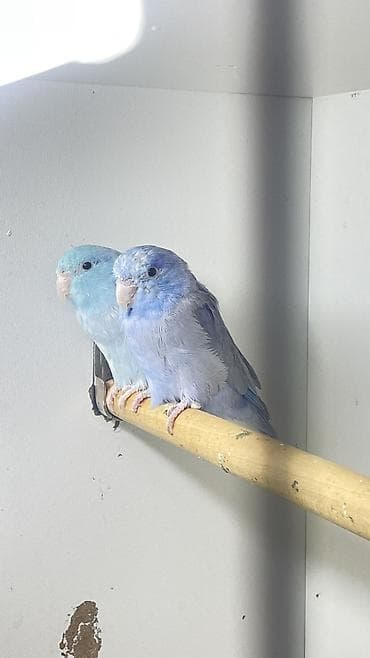 Птицы: Məhsul: Parrotlet (cırtdan tutuquşu) – mavi rəng mutasiyası — 1