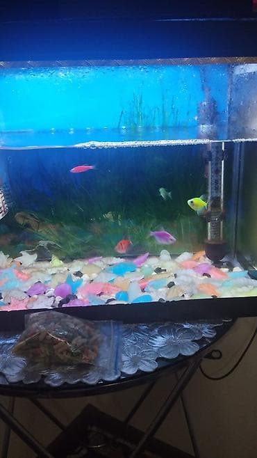 akva ayaqabılar: Akvaryum komplekti - Şüşə akvarium, üst qapaqlı və daxili — 2