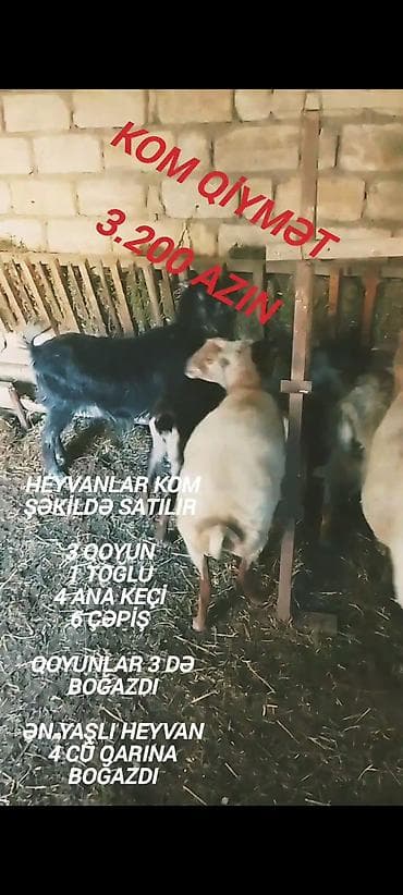 heleb kecisi satilir: Qiymət sondu aşağı salınmayacaq fikiei cidi şəxslər zəng etsin — 4