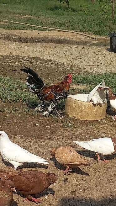 pisik gozu ucun derman: Dekorativ xoruz – fərqli lələklənmə və nadir rəng çalarları - Növ — 2