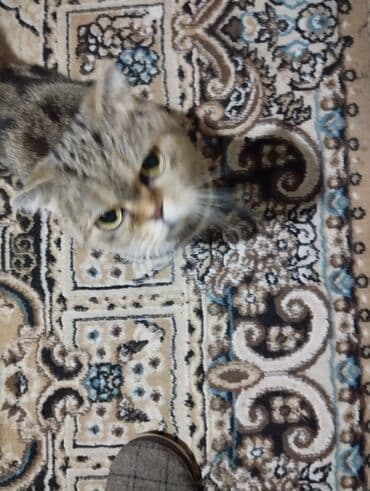 pişik adı: Britan, Dişi, Yaxşı əllərə, Ünvandan götürmə — 4