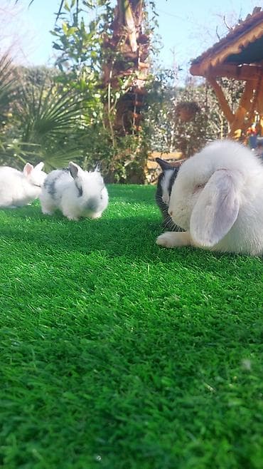 Птицы: Wekilde gorduyunuz mini Xolandski loplar satilir muxtelif renglerdedi — 8