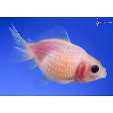 neon balığı: Qızıl balıq, Sülhsevər — 2