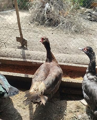 ördək qaz: Salam krasnadar zümrüt özüm böyütmüsəm inqubatr deyil qrtdarda var — 6