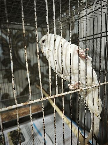 itler ucun bit dermani: Çex dişi 30 m — 4