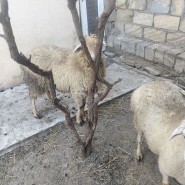 heyvan satışı tap az: Qoyunlar boğazdır ikiside — 4