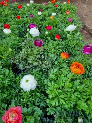 qızıl gül buketi: Gullerin satişi — 29