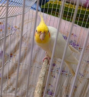 tutuquş: Erkey. Nimfa-sarı daraqlı, ağ-krem lələkləri və yanaqlarında narıncı — 2