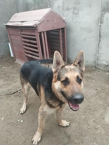 Asia: Немецкая овчарка, Самец — 2