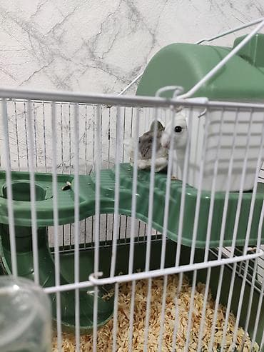 Ağ və boz rəngli 2 xamyak (cunqarik) satılır. Çox gözəl və şirindilər — 2