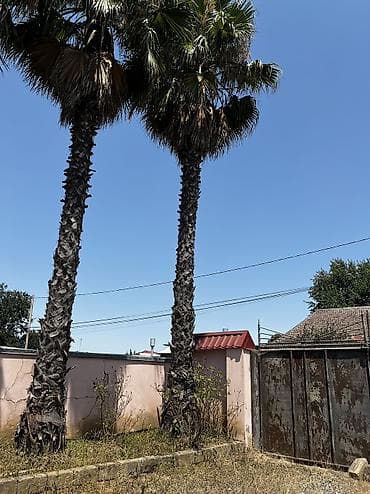 ev gulleri ve adları: Satılır: Yetkin Washingtonia robusta (Fan palmaları) – 11 ədəd — 5
