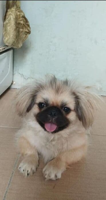 Pekines, 9 ay, Dişi