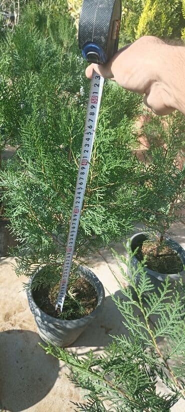 gül toxumları satışı: Dekorativ çöl bitkilərinin satışı və Sifarişlə yetişdirilməsi.Satış — 8