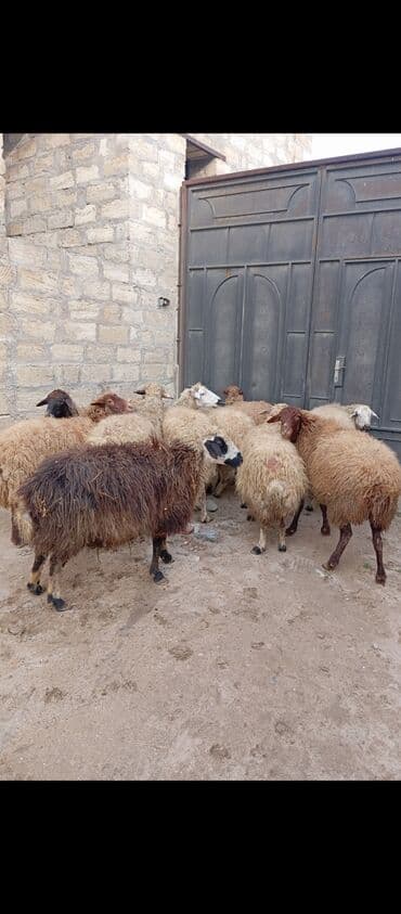 Salam ünvan Bakıin maştağa kendi obşi 10 baş qoçnu almış boğaz