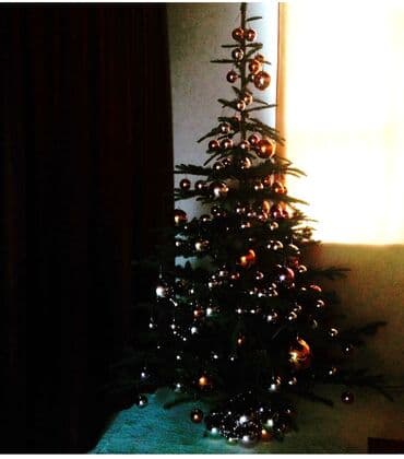 küknar ağacı: Şam ağac ı# yolka # 2.10 ;см новогодняя ёлка Everlands Nobilis Fir — 1