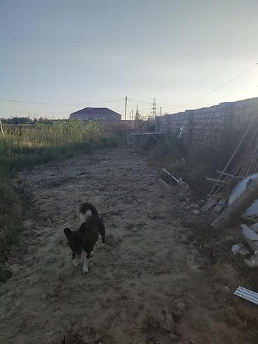 məhəmməd: Mehemmedli qesebesi zeytun bagiyla uzbe uz 8 soot kupcali torpaq — 1