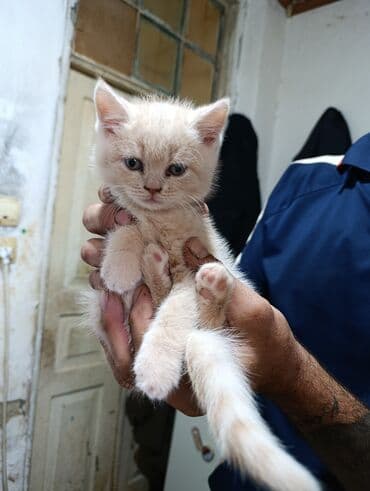 haski bala: Britan — 10