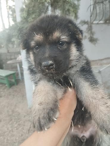 dog argentino: Alman çoban iti, 1 ay, Ünvandan götürmə — 6