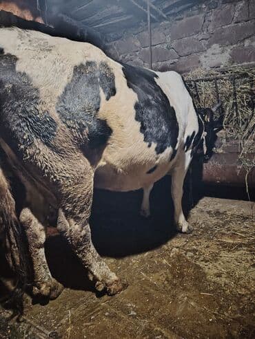 Qoyunlar, qoçlar: Süd yönümlü inək - Cins tipi: qara-ağ (holşteyn tipli rəngləmə) qısır — 3