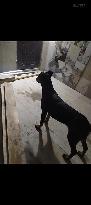 itlerin satişi: Doberman — 2