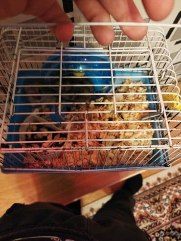 Pişiklər: Qəfəs + 2 xamyak + su qabı + fırlanma+20 AZN təcili kim istəsə desin — 3