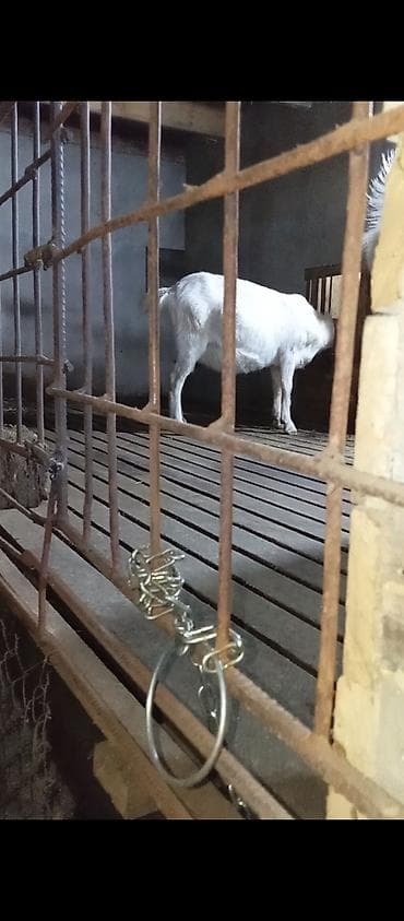 sudluk keci: Saanen keçiləri. Bir ana-bala və bir boğaz keçi. Balalar əkizdir — 2