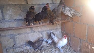 cucələrin satışı: Toyuq cücələri, Damazlıq, Ödənişli çatdırılma — 3