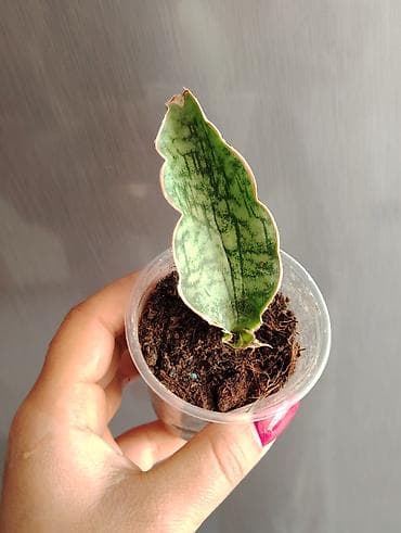 dipcek qablari: Sanveria kirki silver blue Sansevieria “Whale Fin” (Masoniana) — 2