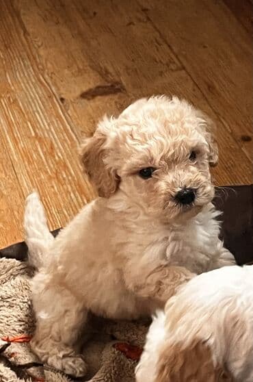 İtlər: Pudel, 2 ay, Erkek, Peyvəndli, Ödənişli çatdırılma — 7