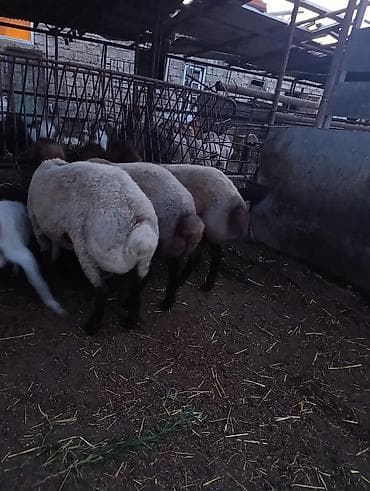 korpə quzu: SALAM HEYVANLAR TELEFONDA GORDUYUNUZ KİMİDİ CİNS QUZULARDİ HEYVANDAN — 2