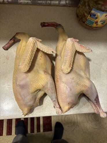 pinqvin sekilleri: Məhsul: Təmizlənmiş Hinduşka bu ilin fərələri Buyurun Fərələrin Kq 22 — 1