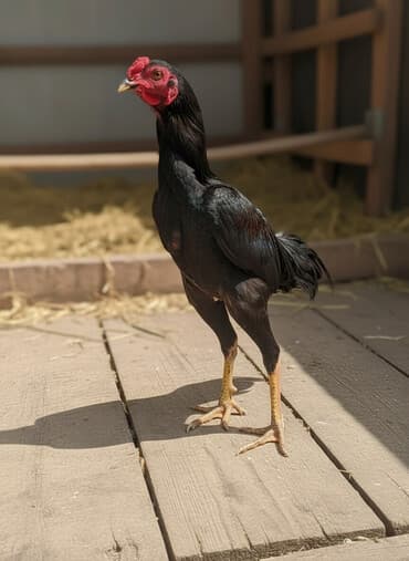 Xoruz, Heyratı, il: 1, Ödənişli çatdırılma lalafo.az -da Xoruz, Heyratı, il: 1, Ödənişli çatdırılma