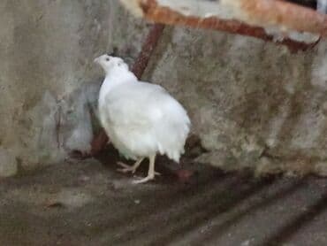 bakida cins ineklerin satisi: Ağ bıldırcın – dekorativ və təsərrüfat üçün uyğun cins - Rəng: tam ağ — 1