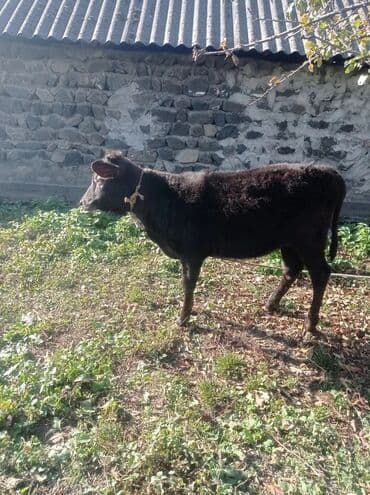 ətlik inək: Məhsul: İnək və buzağı - Növ: Ev təsərrüfatı üçün iri buynuzlu — 4
