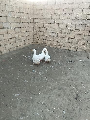 İtlər: Ağ ördək trio – 3 ədəd - Rəng: tam ağ tüklü, narıncı dimdik və — 4