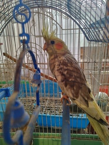 клетка для попугая купить: Korellalar satılır, qiymət bir ədədinə aitdir, cütü 70 manatdı — 1