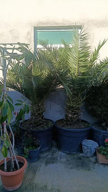 limon agacı: Finik palama orginal 2 ədədi Biri 240man — 2