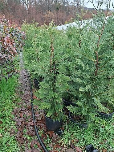 Кипарисы Лейланда