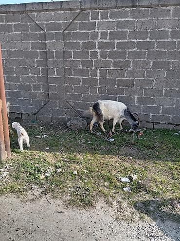 cəpişlər: Məhsul: Qoyun-keçi təsərrüfatı üçün ana keçilər və bala keçilər — 6