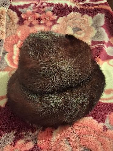 kişi qış geyimleri: Norka, xəz papaq, İşlənmiş, rəng - Qəhvəyi — 2