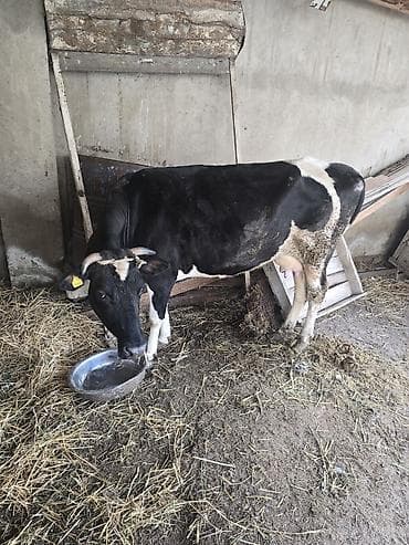 sort inəklər: 11letir südü var cavan maldi — 5