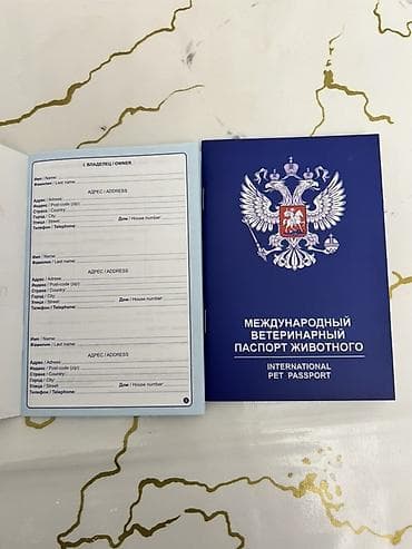 rus mavisi: Ancaq Vp işləyir ordan əlaqə saxlayın +994-51-974-36-46📞✅ metrolara — 2