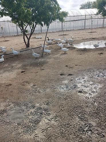 ordək satışı: Satılır: ağ Pekin ördəkləri sürüsü - Növ: Pekin (əsasən ağ rəng — 2