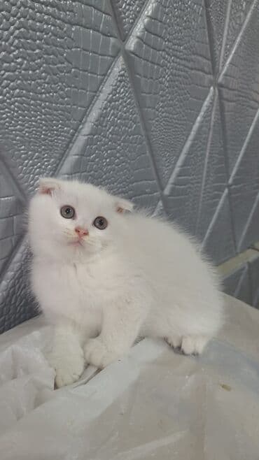 şotlan pişik: Şotland yastı qulaq, Erkək, Dişi, Yaxşı əllərə, Ünvandan götürmə, Pulsuz çatdırılma, Ödənişli çatdırılma — 249