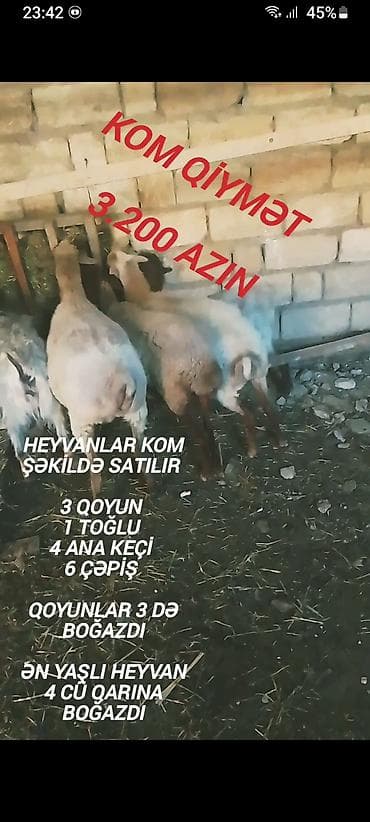 heleb kecisi satilir: Qiymət sondu aşağı salınmayacaq fikiei cidi şəxslər zəng etsin — 5