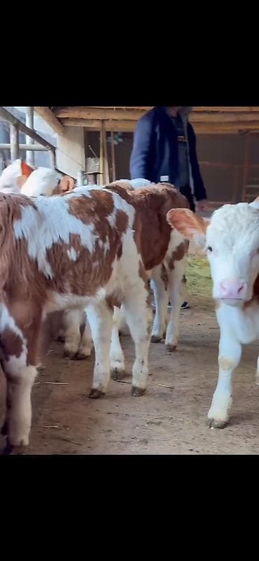 Pişiklər: Simental tipli buzovlar – ət və süd istiqamətli damazlıq potensialı — 3